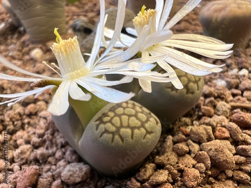 Crasas del género lithops en época de floración. photo