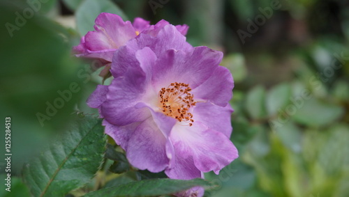 purple roses