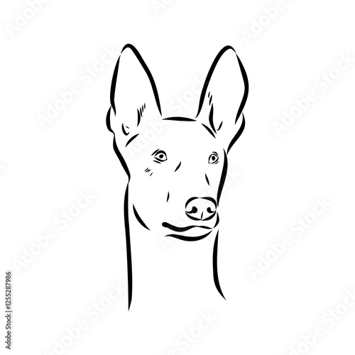 Pharaoh hound vector illustration. Purebred dog vector illustration. Hand drawn dog sketch.