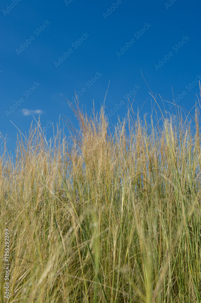 Feather grass in a field against a blue sky, close-up. Feather grass in a field against a blue sky, close-up.