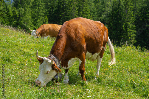 Herd of simmental cows on a green summer pasture in the Switzerland mountains.