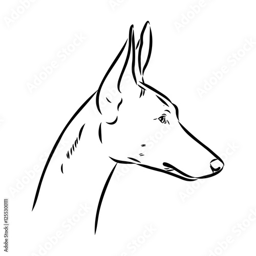 Pharaoh hound vector illustration. Purebred dog vector illustration. Hand drawn dog sketch.