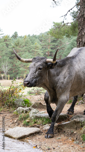 Grey bull walking among trees in a rural landscape