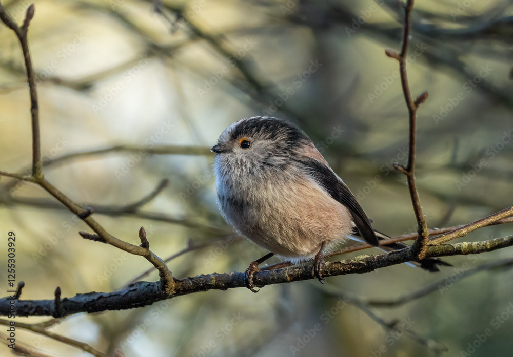 Close up of a long tailed tit bird perched on a branch in the woodland Close up of a long tailed tit bird perched on a branch in the woodland