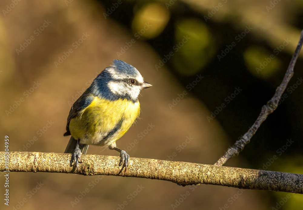 Obraz premium Cute little blue tit perched on a branch in the sunshine 