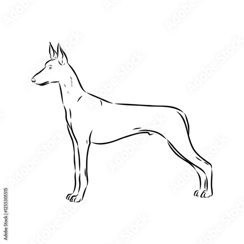 Pharaoh hound vector illustration. Purebred dog vector illustration. Hand drawn dog sketch.