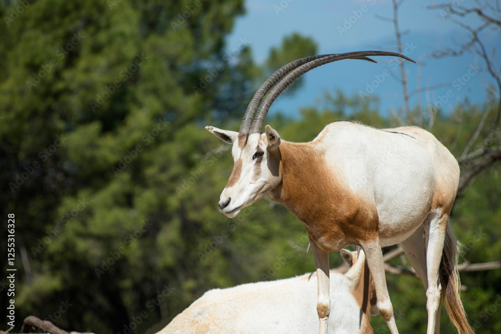 Scimitar-horned Oryx (Oryx dammah) - Safari Park Scimitar-horned Oryx (Oryx dammah) - Safari Park