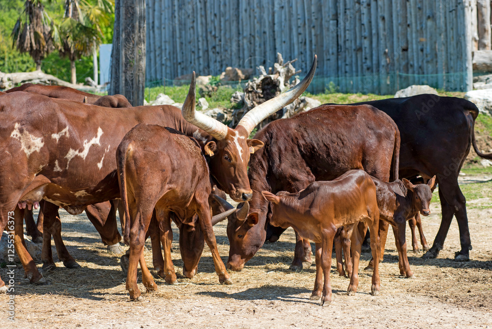 Ankole-Watusi (Bos taurus) - Safari Park Ankole-Watusi (Bos taurus) - Safari Park
