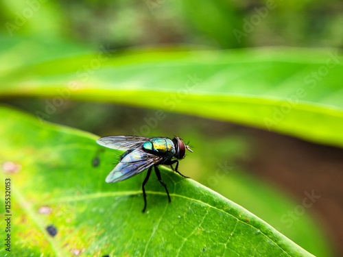 Cochliomyia hominivorax, the New World screw-worm fly, or screw-worm for short, is a species of parasitic fly that is well known for the way in which its larvae (maggots) eat the living tissue.	