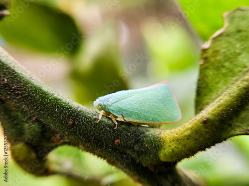 Close up of green planthopper (Siphanta acuta) Fulgoroidea