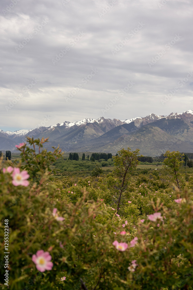 Fototapeta premium Cholila town with amazing natural landscape of Los Andes mountain range with wild Rosa rubiginosa plants