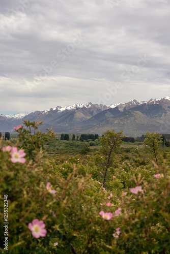 Cholila town with amazing natural landscape of Los Andes mountain range with wild Rosa rubiginosa plants