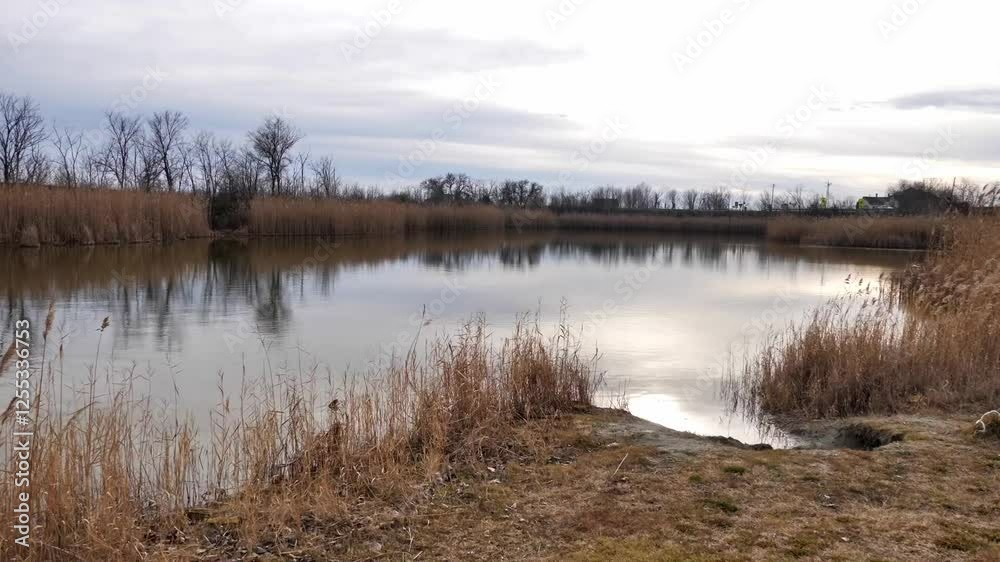 Exploring a serene marshland at dusk surrounded by tall grasses and calm water Exploring a serene marshland at dusk surrounded by tall grasses and calm water