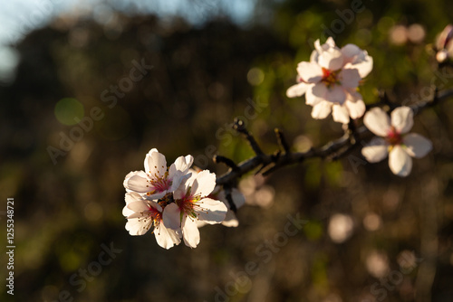 Fleurs d'amandier dans la nature au soleil photo