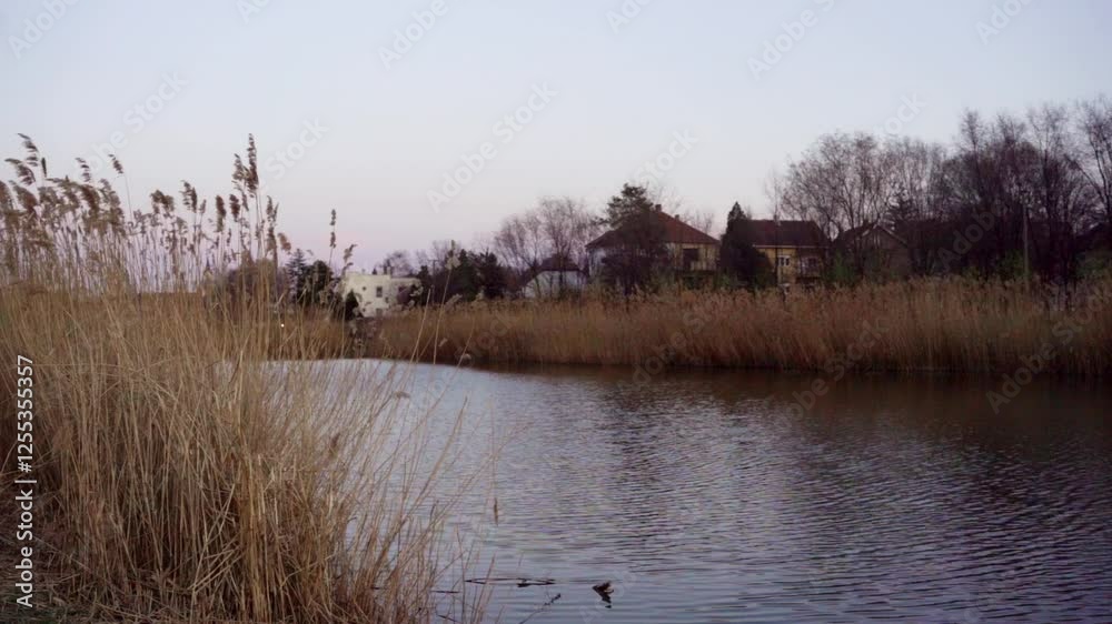 Calm water with tall grass swaying in the breeze at sunset near residential houses Calm water with tall grass swaying in the breeze at sunset near residential houses