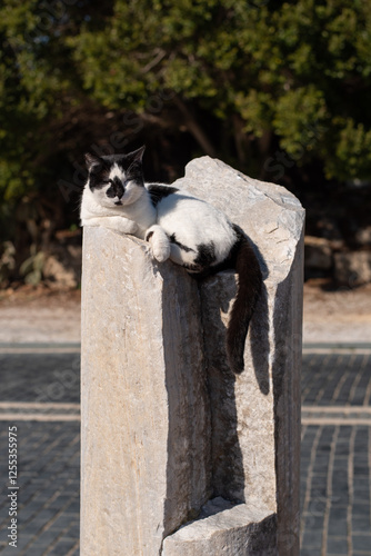 black and white cat lying on an ancient column in old town side turkey