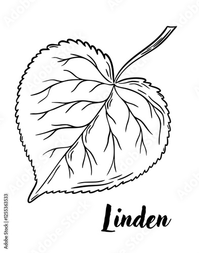 Linden leaf line art vector illustration. Leaves, botanical engraving element, ink, line drawing