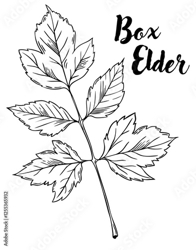Box elder leaf line art vector illustration. Leaves, botanical engraving element, ink, line drawing