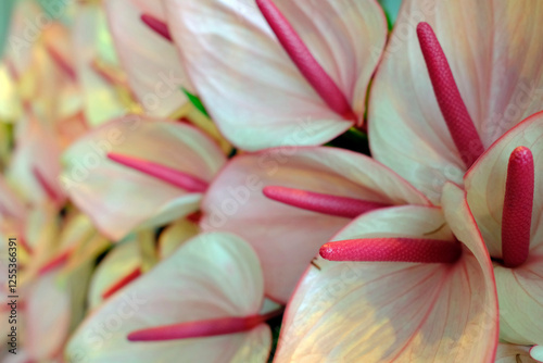 Anthurium Andreanum. Beautiful pure white heart shaped flower with long pink pistel. Ho Chi Minh City. Vietnam. photo