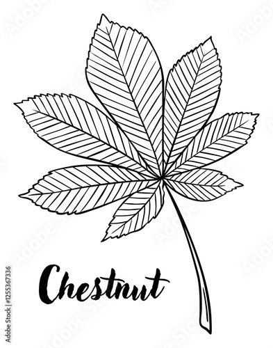 Chestnut leaf line art vector illustration. Leaves, botanical engraving element, ink, line drawing
