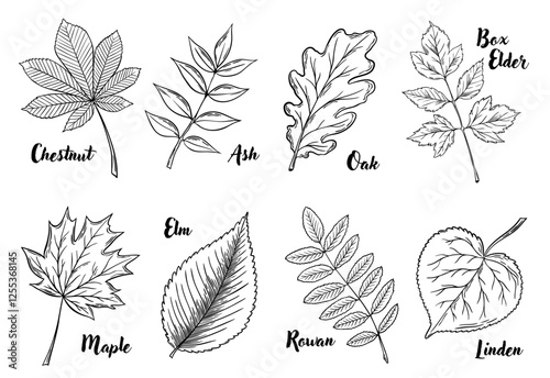 European trees leaves line art set of vector illustrations. Engraving botanical collection, plants