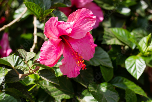Red and pink flowers with water and beautiful landscape behind