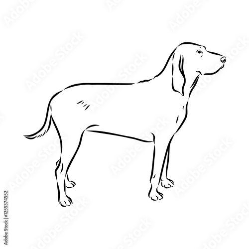 Porcelaine dog isolated on white background. Hand drawn dog breed vector sketch.