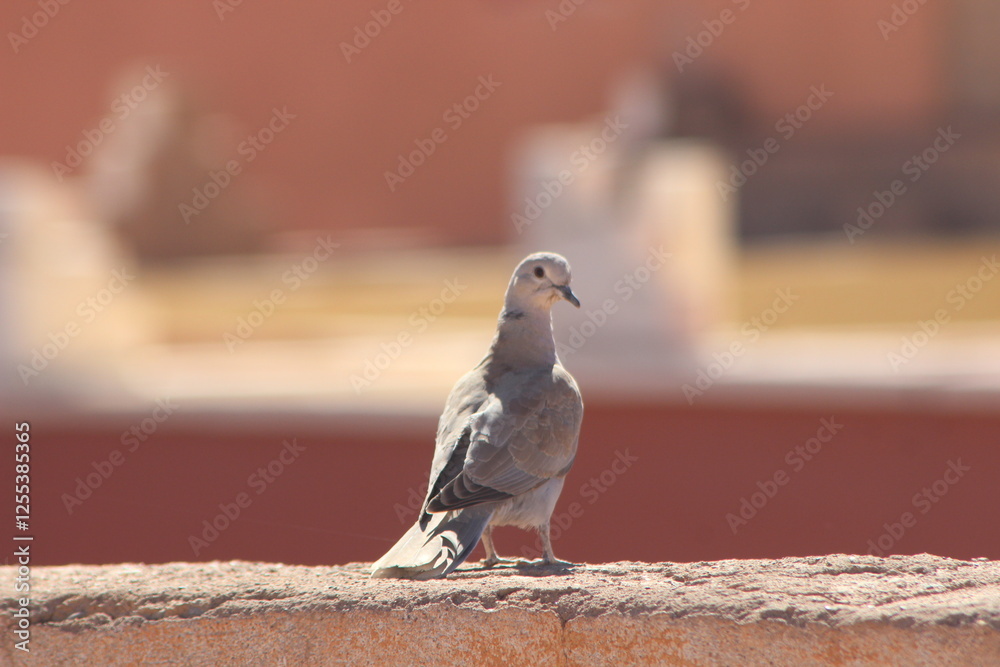 Eurasian collared dove standing on top of a house Eurasian collared dove standing on top of a house