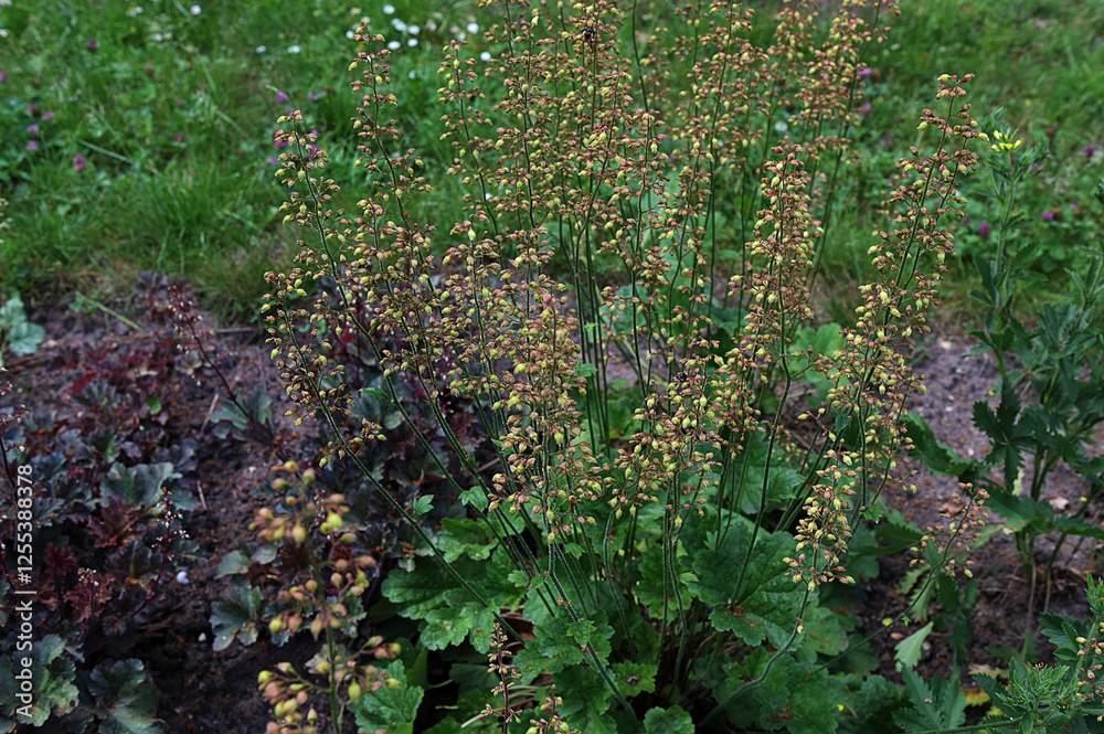 Heuchera micrantha at sunny sping day Heuchera micrantha at sunny sping day