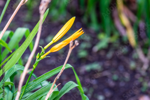 Tableau sur toile Hemerocallis esculenta pertenece a la familia de Xanthorrhoeaceae