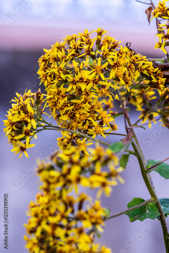 Roldana petasitis pertenece a la familia de Asteraceae. photo