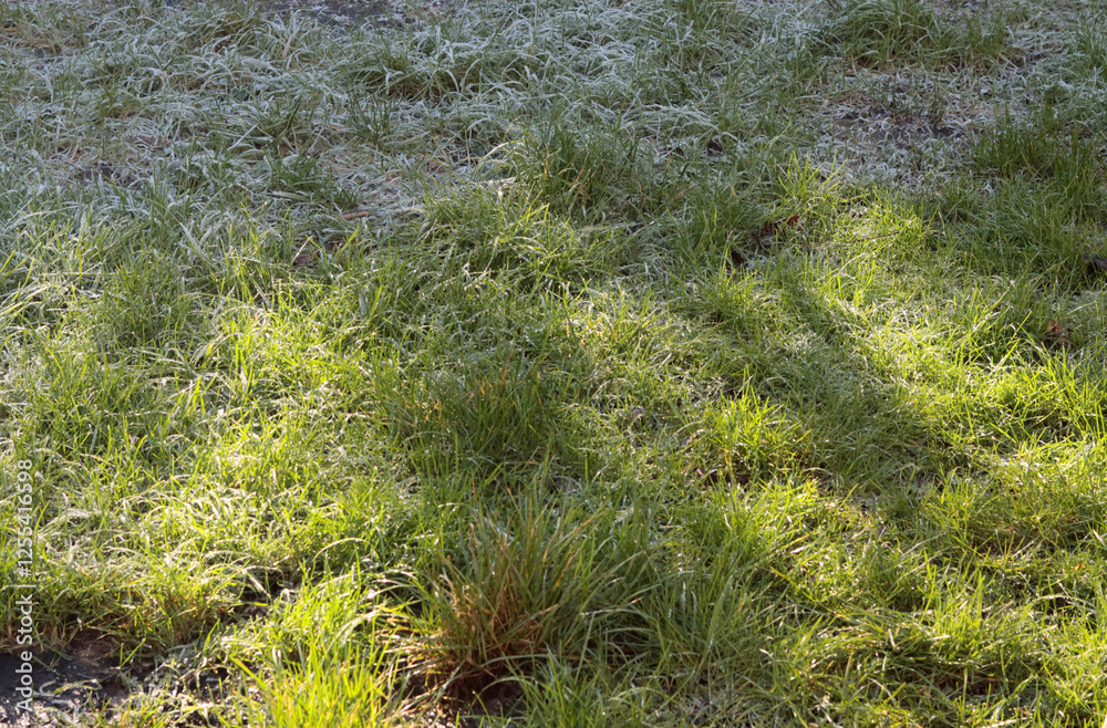 Green grass covered with frost in the early morning sun. Natural background Green grass covered with frost in the early morning sun. Natural background