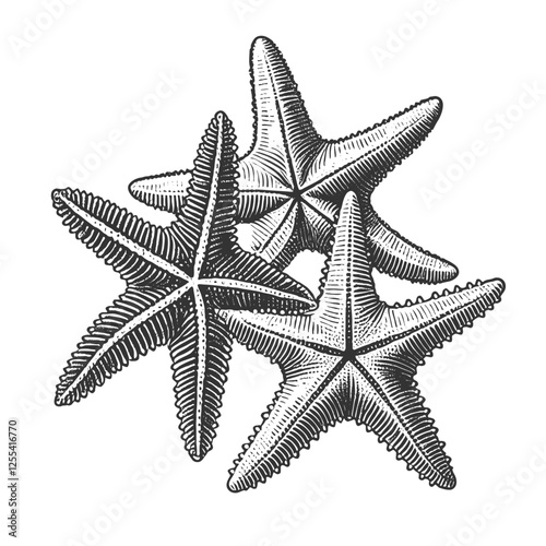Three Starfish engraving vector illustration