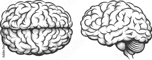 Human brain top and side view