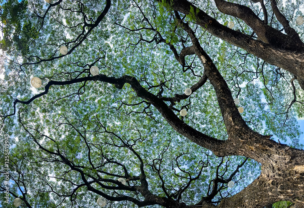 Fototapeta premium green tree branches