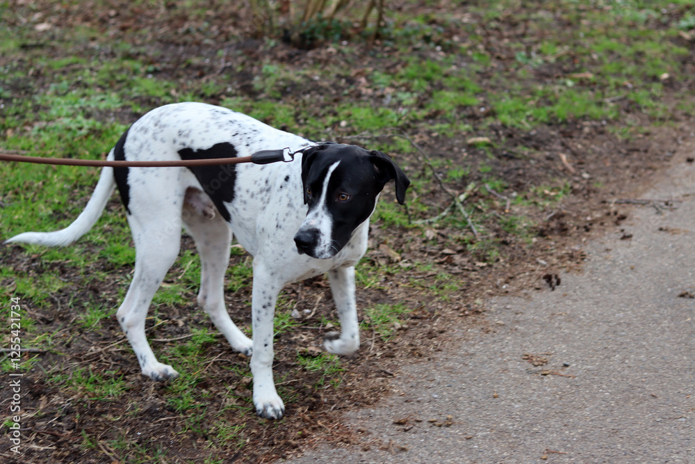 Dog training concept. A black and white dog walking on a leash in a park. Beautiful dog with heart shape spot on a side. Dog training concept. A black and white dog walking on a leash in a park. Beautiful dog with heart shape spot on a side.