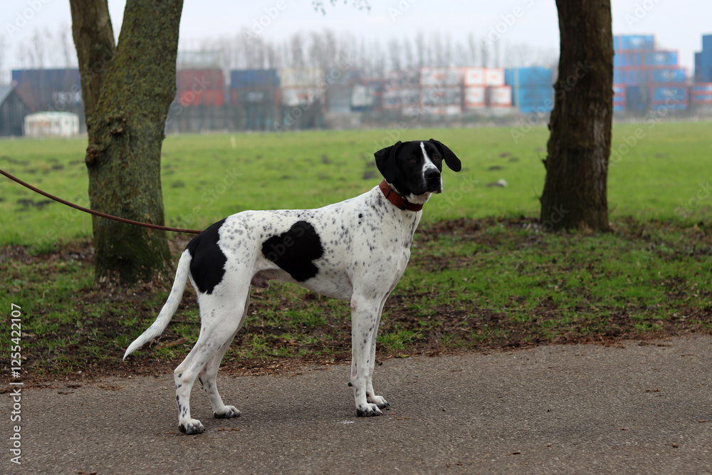 Dog training concept. A black and white dog walking on a leash in a park. Beautiful dog with heart shape spot on a side. Dog training concept. A black and white dog walking on a leash in a park. Beautiful dog with heart shape spot on a side.