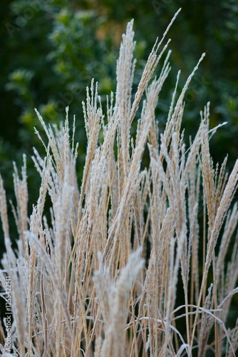 frost on grass