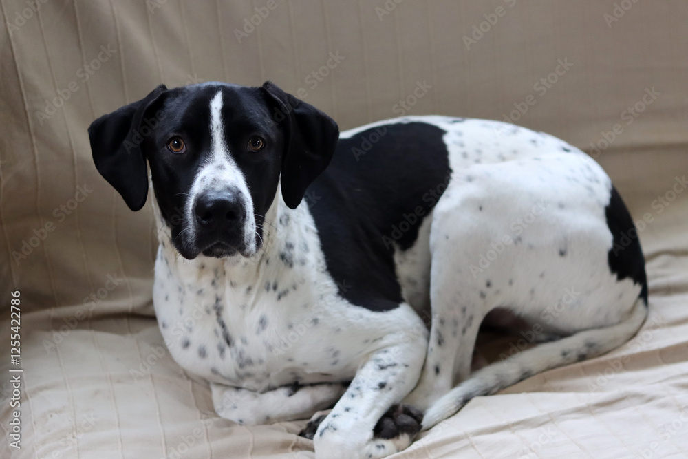 Dog with heart shaped spot. Close up portrait of a black and white dog sitting on a sofa. Dog with heart shaped spot. Close up portrait of a black and white dog sitting on a sofa.