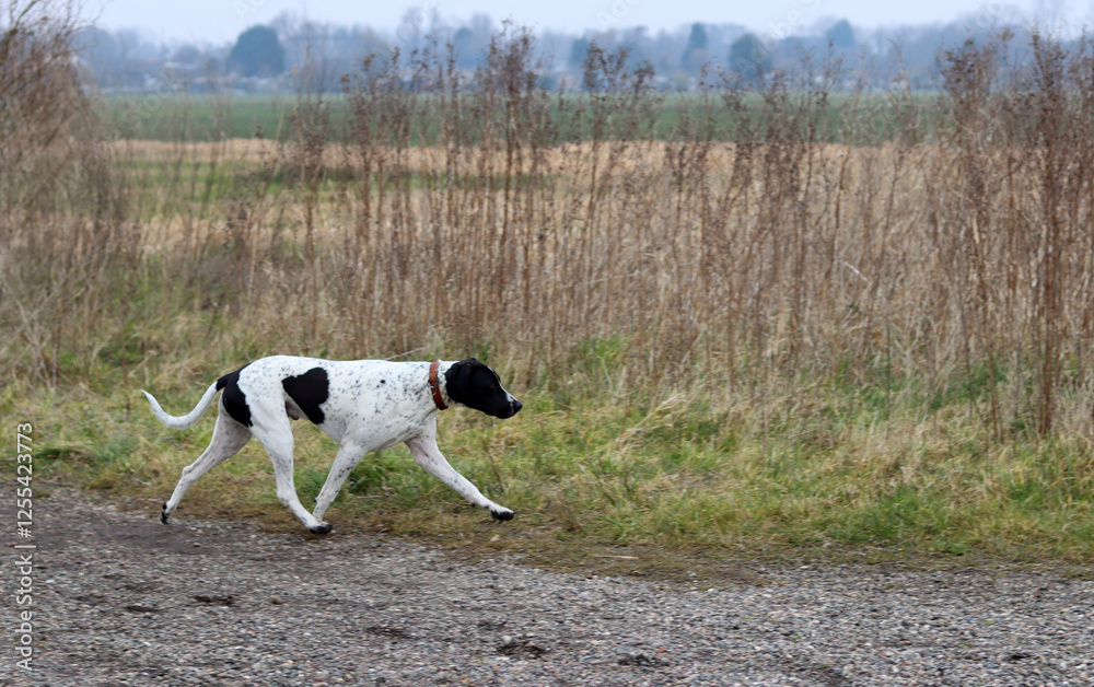 English pointer dog running in the meadow. Happy pet's life concept. Spring in the Netherlands. English pointer dog running in the meadow. Happy pet's life concept. Spring in the Netherlands.