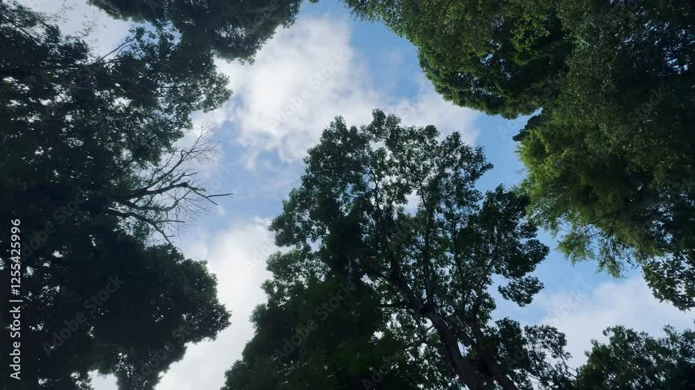 Looking up at a dense green forest canopy with sunlight filtering through the leaves against a bright blue sky. Gentle swaying of branches in the wind creates a calming nature scene, ideal for relaxat Looking up at a dense green forest canopy with sunlight filtering through the leaves against a bright blue sky. Gentle swaying of branches in the wind creates a calming nature scene, ideal for relaxat