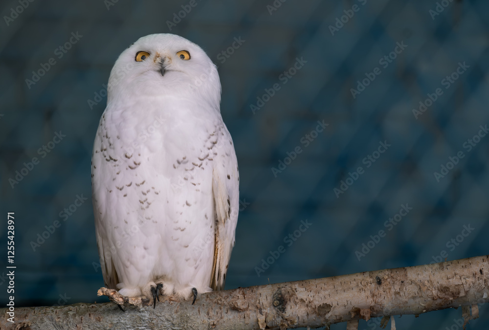 Fototapeta premium Polar owl in the zoo close-up.