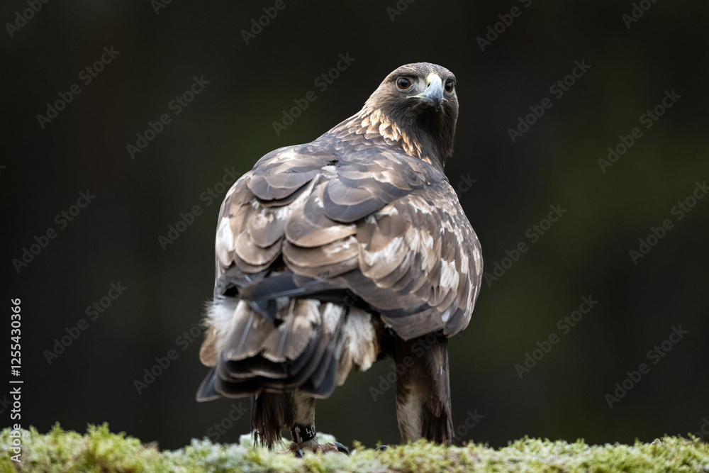 Fototapeta premium Golden eagle glance in the forest scenery