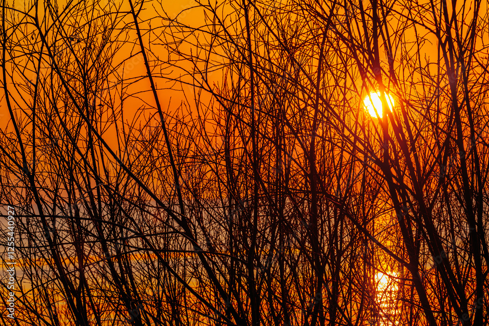 The sun sets behind a dense thicket of leafless branches, casting a golden-orange glow over the water. The intricate silhouettes contrast beautifully with the warm sky. The sun sets behind a dense thicket of leafless branches, casting a golden-orange glow over the water. The intricate silhouettes contrast beautifully with the warm sky.
