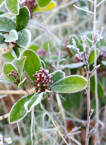 skimmia japonica under a layer of frost