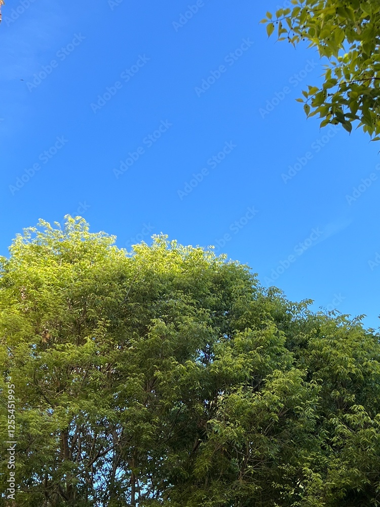 Copas de los árboles con follaje verde sobre cielo azul. Copas de los árboles con follaje verde sobre cielo azul.