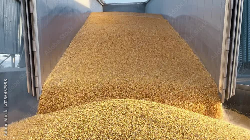 Close-up corn grain unloading from a truck into a large open-air mound in sea port. Harvesting grain crops. 