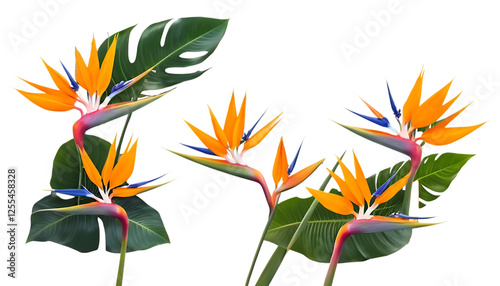 Bird of paradise frame art blossom flower