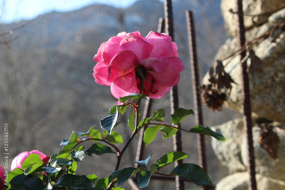 Beautiful Roses Perfect for Valentine's Day, Weddings, and Special Occasions Beautiful Roses Perfect for Valentine's Day, Weddings, and Special Occasions