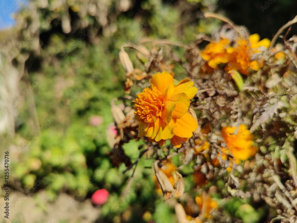 French Marigold yellow flowers in a summer garden French Marigold yellow flowers in a summer garden